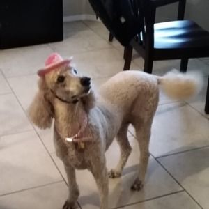 Meet your Posher, Mark